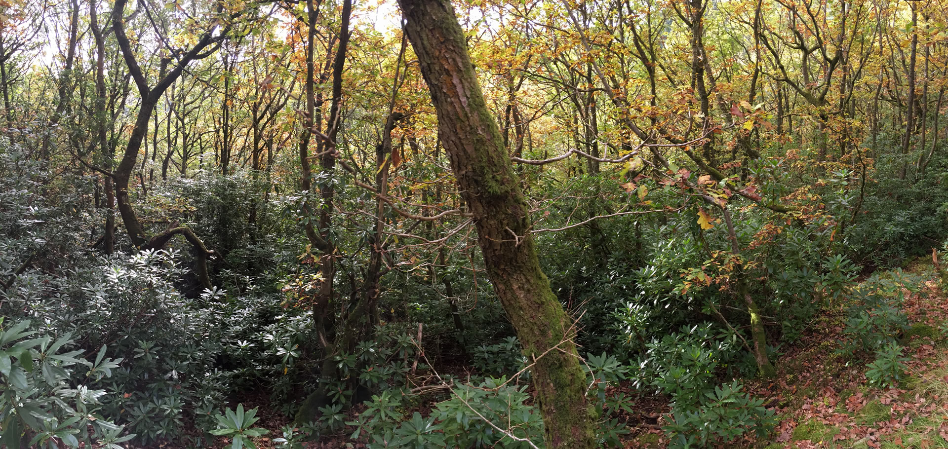 counselling_psychotherapy_IanBurtontherapy_oak_woodland